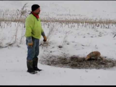 how to harvest coyote urine