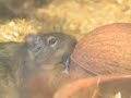 Osmak degu a kokos
