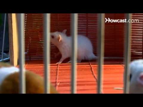 how to care white rat