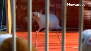 How To Care For A Pet Rat