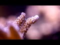 Closeup view of my saltwater fishtank. HD 720P Closeup view of my saltwater fishtank. HD 720P
