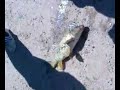 Pesca En El Parque De L\