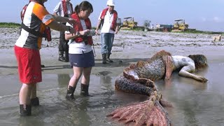 Kıyıda Deniz Kızı Görüntülendi!!! Deniz Kı