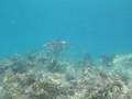videos de Turtle on the Reef