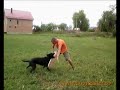 DRESAJ DOGMASTER (malinois atac pe protectie)