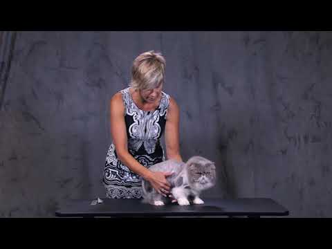 Feline Lion Cut Tips with Danelle German
