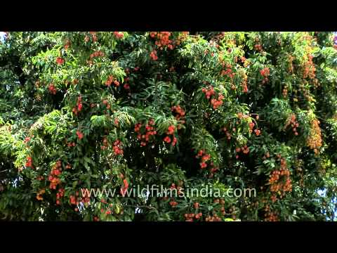 how to fertilize lychee tree