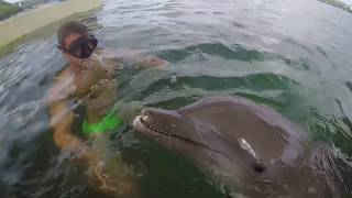 Talking with dolphins