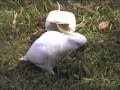 Wild Sulphur Crested Cockatoos Foraging