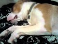 Honey's Dreams