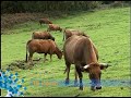 imagen video