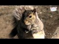 Congratulations from Walter the Squirrel! Ultra Fur