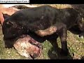 Pit Bull Fight