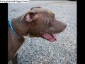 pit bull fight
