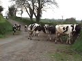 Cows out to grass :) Springtime on Ayrshire dairy farm