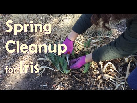 Spring Cleanup for Bearded Iris