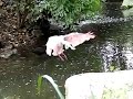 roze lepelaar 1