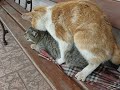 My cat trying to hump my other cat