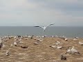 Bozo The Booby