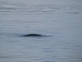 Loch Ness Monster Spotted?  Nessie New Footage! 6/3/07