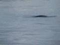 Loch Ness Monster Spotted? Nessie New Footage! 6/3/07