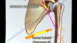 Course Of The Radial Nerve Simplified - Everything You Need To Know - Dr. Nabil Ebraheim