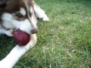 โยกี้ yokie &amp; apple in summer