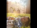 Craig Ogden Video