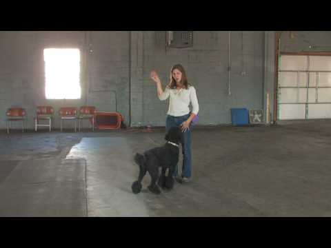 Dog Training : How to Use a Clicker to Train a Dog for Specific Behaviors