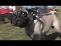 Mojo - Available for Adoption from Arizona Pug Adoption & Rescue Network