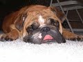 My English Bulldog