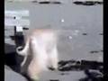 Afgano video