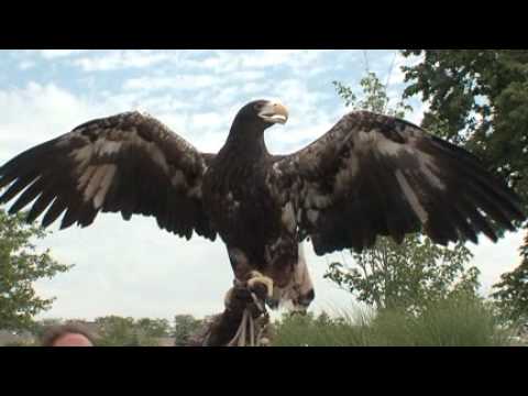 steller sea eagle