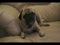 Funny Pug Chewing Gum
