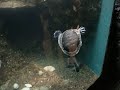 Water turtle