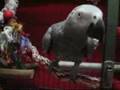 HAZEL 的 NUTS 仔