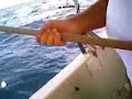 Pesca Dourado _ Itapo� - SC