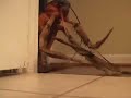 Cat vs. Giant Roach Cat vs. Giant Roach