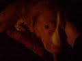 Daintree Duck Tollers- First 3 puppies leave