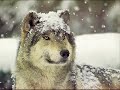 Wild wolf vahi kurt www.ckara.110mb.com