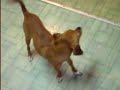 dog pops ballon