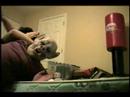 Crazy Huligans First Wrestling Match Song-Crazy Train