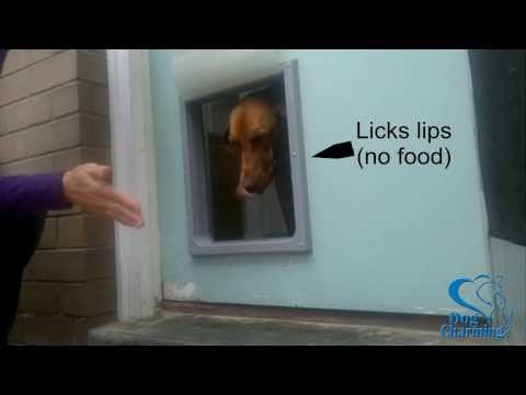 how to train a puppy to go to the door