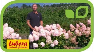 Hortensie (Hydrangeasy) 'Chamleon' - eine kompakte Neuzchtung von Lubera