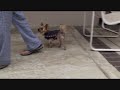 Susie Walking 8/28