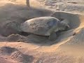 Turtle life cycle