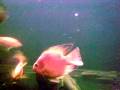videos de Parrots