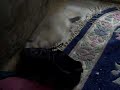 ferret