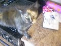 Puppy *Roxy* vs Cat *Autumn*
