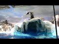 FUNNY cute PENGUIN … falling into water…